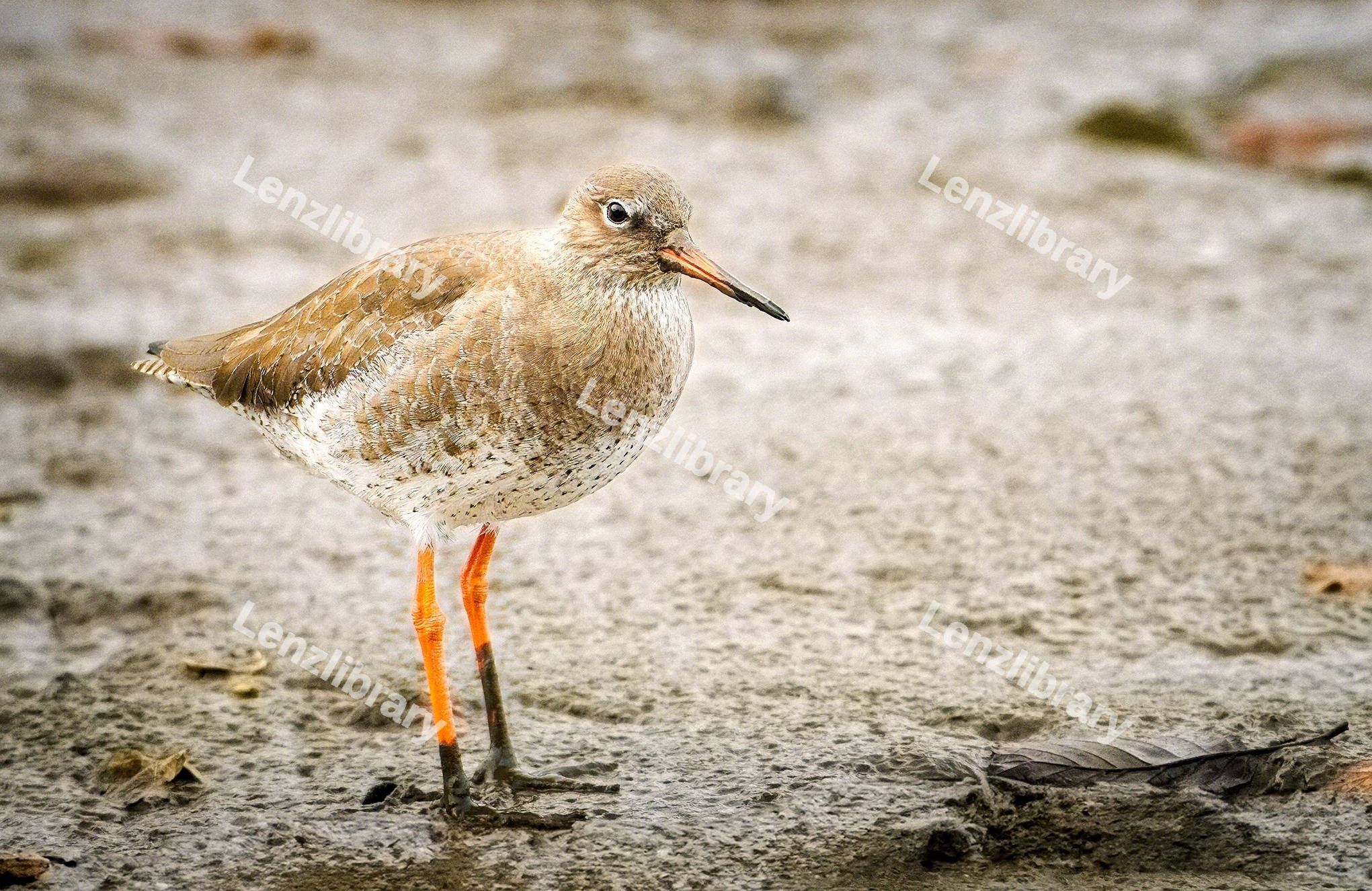 Redshank Bird